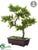 Silk Plants Direct Boxwood Bonsai - Green - Pack of 1