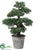 Boxwood Bonsai - Green - Pack of 2