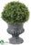 Baby's Tear Topiary Ball - Green - Pack of 8