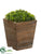 Baby's Tear Topiary - Green - Pack of 4