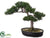 Silk Plants Direct Cedar Bonsai - Green - Pack of 4