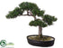 Silk Plants Direct Cedar Bonsai - Green - Pack of 4