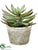 Silk Plants Direct Echeveria - Green Burgundy - Pack of 6