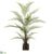 Sword Fern - Green - Pack of 4