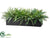 Fern - Green - Pack of 1