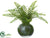 Boston Fern - Green - Pack of 4