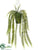 Sword Fern - Green - Pack of 4