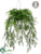 Hanging Asparagus Fern - Green - Pack of 1