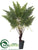 Fern - Green - Pack of 4