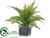 Fern - Green Gray - Pack of 4