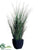 Bamboo, Zebra Grass - Green - Pack of 4