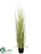 Reed Grass - Green Light - Pack of 1