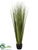 Reed Grass - Green Dark - Pack of 1