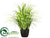 Reed Grass - Green Light - Pack of 1