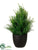 Onion Grass Bush - Green - Pack of 2