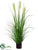 Foxtail Reed Grass - Green - Pack of 4