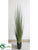 Reed Grass - Green - Pack of 1