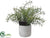 Rosemary - Green - Pack of 6