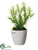 Rosemary - Green - Pack of 6