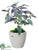 Sage - Green Purple - Pack of 6