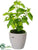 Basil - Green - Pack of 6