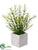 Rosemary - Green - Pack of 6