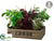 Basil, Rosemary, Mint, Lavender - Green Burgundy - Pack of 1