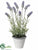 Lavender - Lavender - Pack of 6