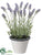 Lavender - Lavender - Pack of 6