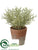 Spanish Moss - Green Gray - Pack of 12