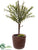 Myrtle Ball Topiary - Green - Pack of 4