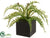 Fern - Green - Pack of 12