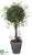 Angel Vine Topiary Ball - Green - Pack of 4