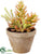 Silk Plants Direct Succulent - Green Burgundy - Pack of 4