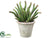 Cactus - Green - Pack of 6