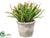 Silk Plants Direct Cactus - Green Burgundy - Pack of 6