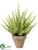 Silk Plants Direct Sedum - Green - Pack of 1