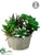 Succulent Garden - Green - Pack of 2