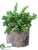 Silk Plants Direct Succulent - Green - Pack of 2