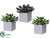 Echeveria - Green Mauve - Pack of 4