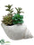 Succulent - Green - Pack of 6