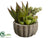 Succulent Garden Arrangement - Green Burgundy - Pack of 6