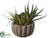 Succulent Garden - Green Burgundy - Pack of 6