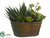 Succulent Garden - Green - Pack of 4