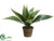 Agave Plant - Green - Pack of 6