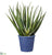 Agave - Green - Pack of 2