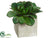 Echeveria - Green - Pack of 12