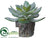 Echeveria - Green Gray - Pack of 6