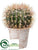 Barrel Cactus - Green - Pack of 4