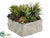 Succulent Garden - Green Burgundy - Pack of 4